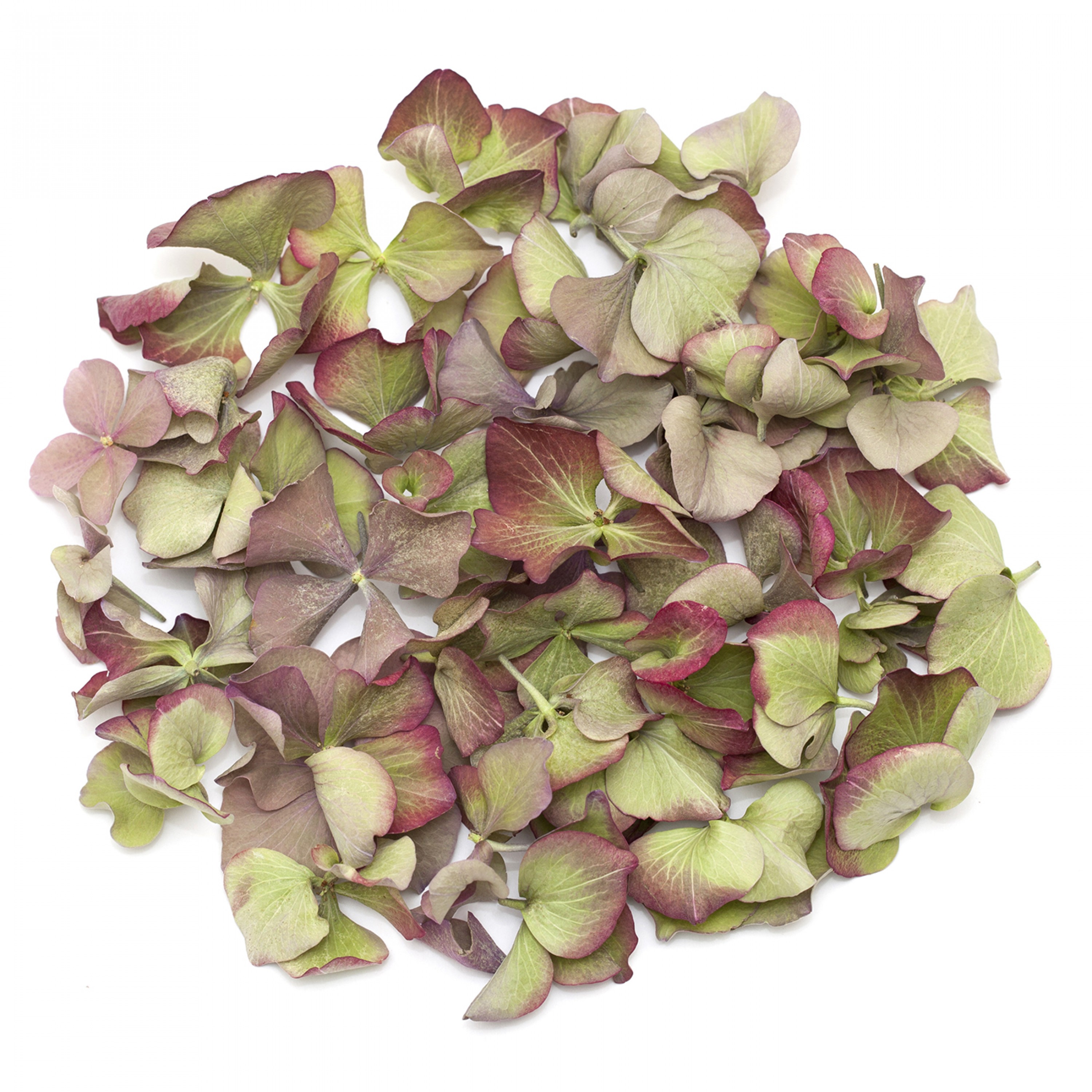 Green & Red Hydrangea Petals